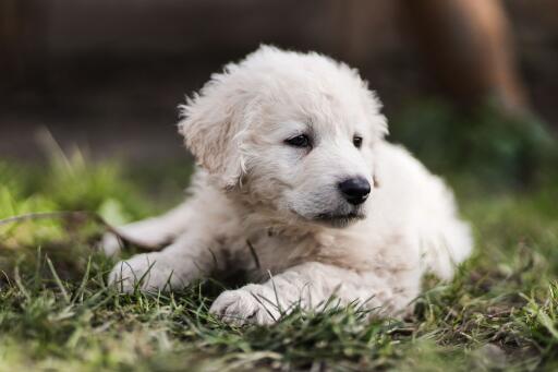 Kuvasz-Puppy