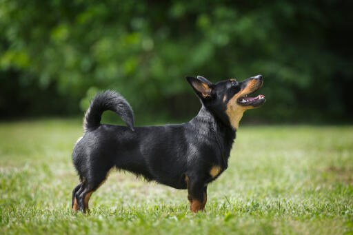 Lancashire-Heeler-Outside