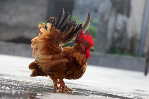 Malaysian Serama with rich brown feathers