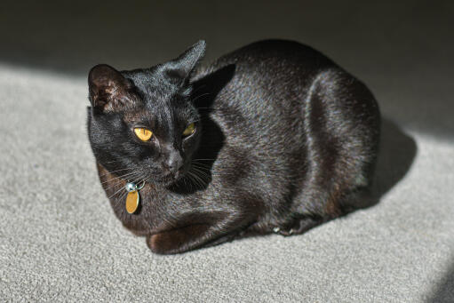 Mandalay cat curled up on carpet