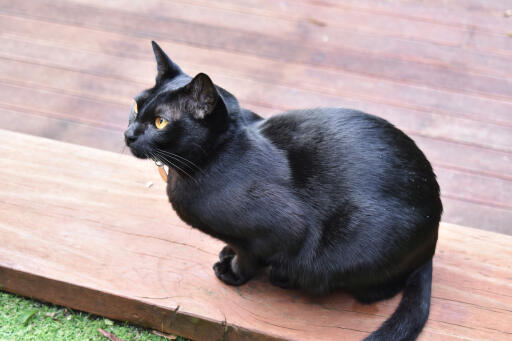 Shiny Mandalay cat sitting on some decking