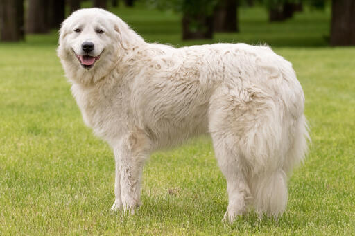 Maremma-Sheepdog-Happy