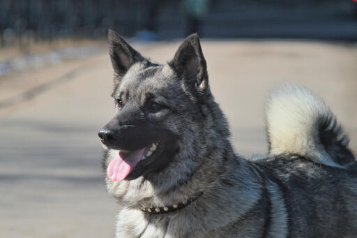 Norwegian-Elkhound-Happy