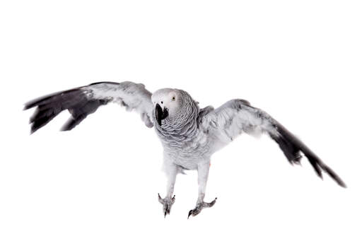 A African Grey Parrot showing off its great wing span