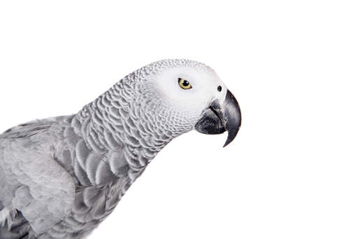 A close up of a African Grey Parrot's beautiful eyes