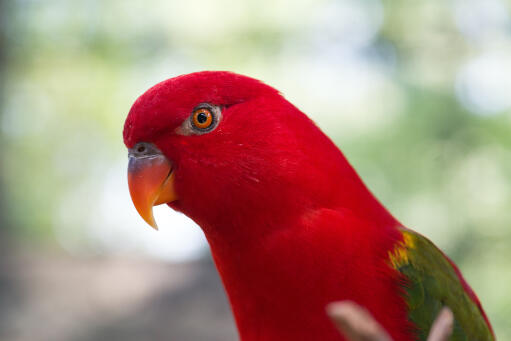 A close up of a Australian King Parrot's lovely, orange beak