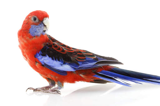 A Crimson Rosella's beautiful, blue and black tail feathers