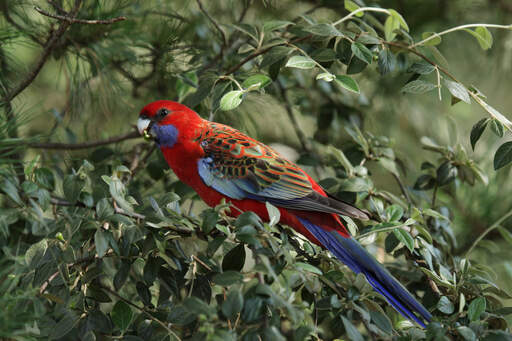 A Crimson Rosella's incredible colour patterned wings