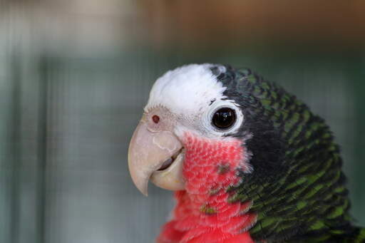 A Cuban Amazon's wonderful pink, white and black and green feather pattern