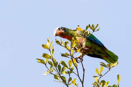 An incredible collection of colours on a beautiful Cuban Amazon
