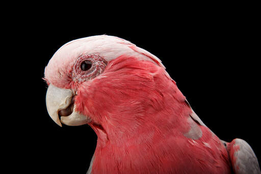 A close up of a Rose Breasted Galah