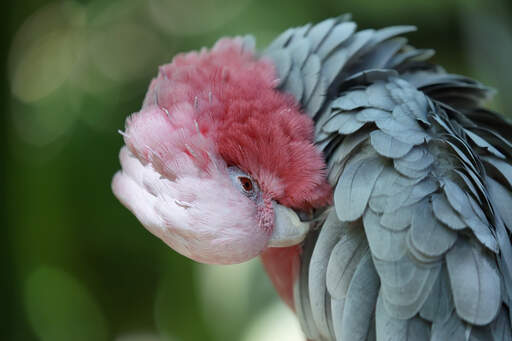 A close up of a Rose Breasted Galah