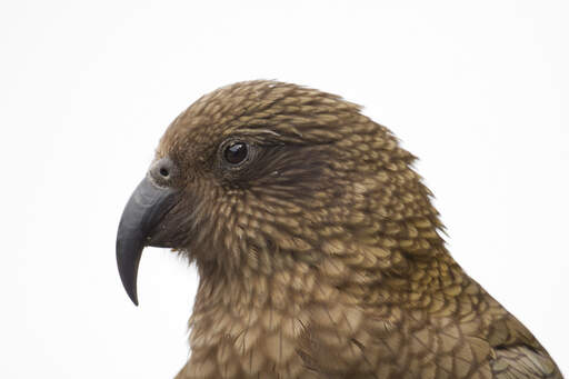 A close up of a Kea's incredible, long beak