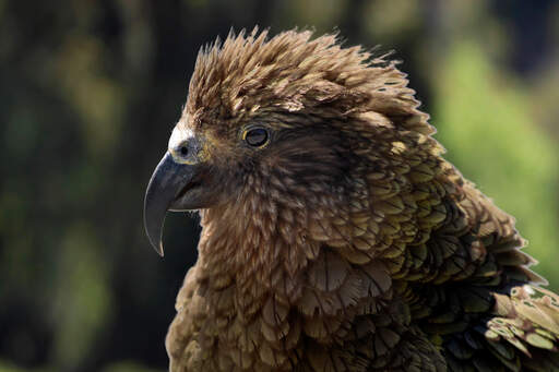 A close up of a Kea's lovely, brown head feathers