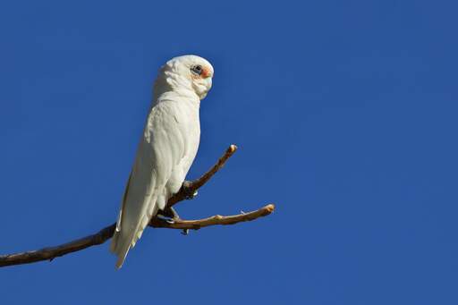 A wonderful Little Corella perched high up on a branch