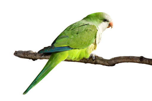 A Monk Parakeet with beautiful green tail feathers