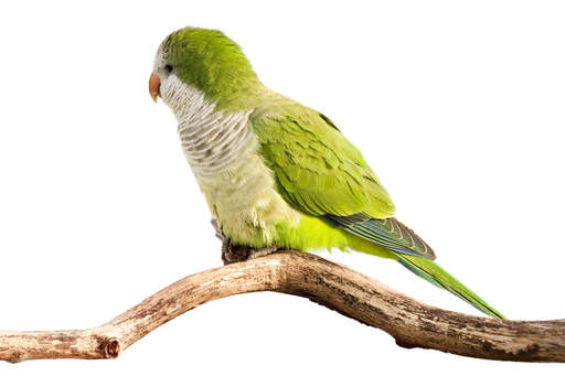 A beautiful green Monk Parakeet perched on a branch