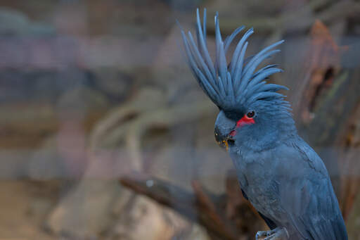 A close up of a Palm Cockatoo's incredible, blue head feathers