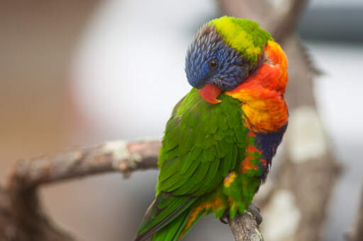 A Rainbow Lorikeet's beautiful, green wing feathers