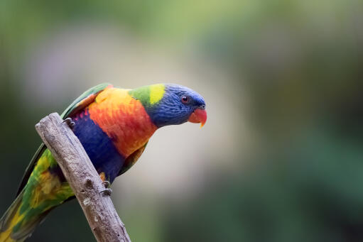 A Rainbow Lorikeet's beautiful, little, orange beak