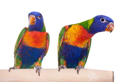 Two Rainbow Lorikeet's showing off their amazing feather colours