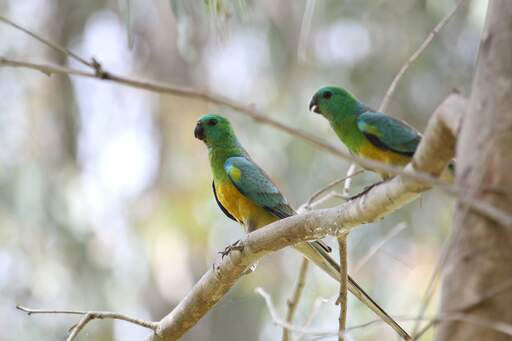 Two beautiful Red Rumped Parrots perched in a tree
