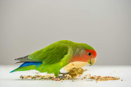 A Rosy Faced Lovebird feeding off the ground