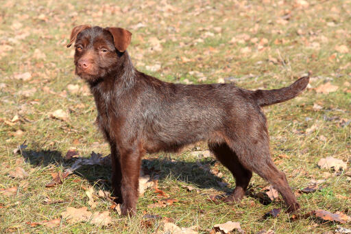 Patterdale-Terrier-Brown