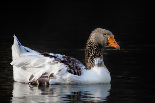 Pomeranian goose on the water