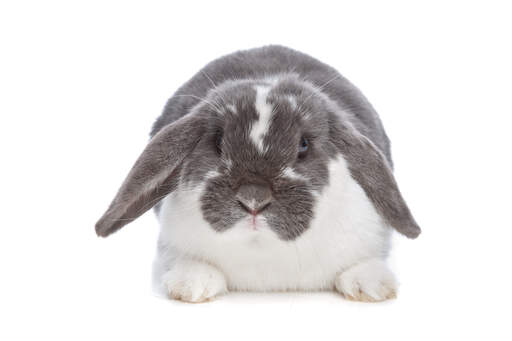 A beautiful grey and white Angora rabbit