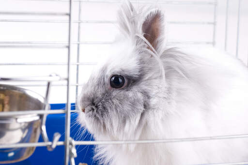 A close up of an Angora rabbit wonderful bark eyes