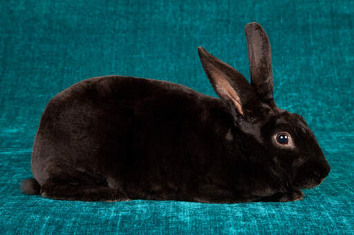 The wonderful short thick black fur of a Black Rex rabbit