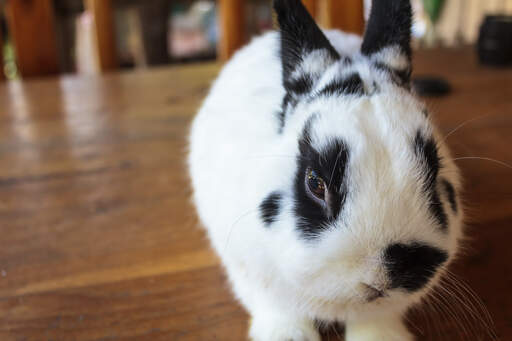 A Netherland Dwarf rabbit with beautiful white and black fur