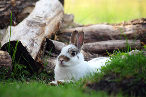 A New Zealand rabbit lying down with it's ears perked