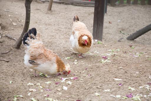 a pair of Sulmtaler chicken pecking the ground