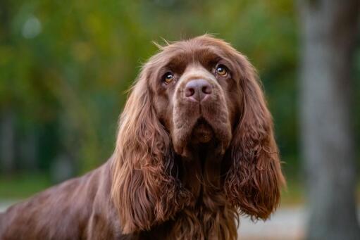 Sussex-Spaniel-Face