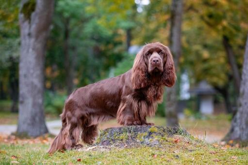 Sussex-Spaniel-Park