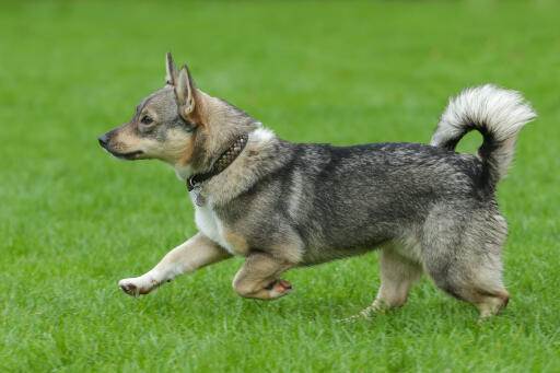 Swedish-Vallhund-Running