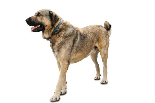 Turkish-Kangal-White-Background