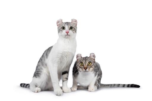 A pair of alert American Curl cats against a white background