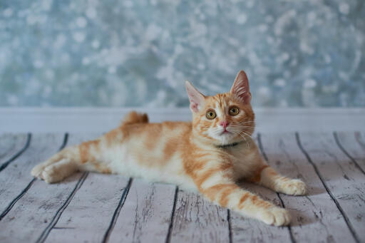 Ginger American bobtail kitten lying on a wooden floor