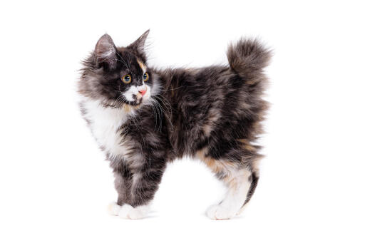 American Longhaired Bobtail kitten against a white background