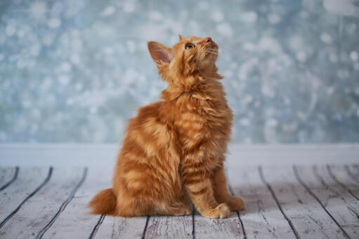 Red American Longhaired Bobtail cat sitting looking up