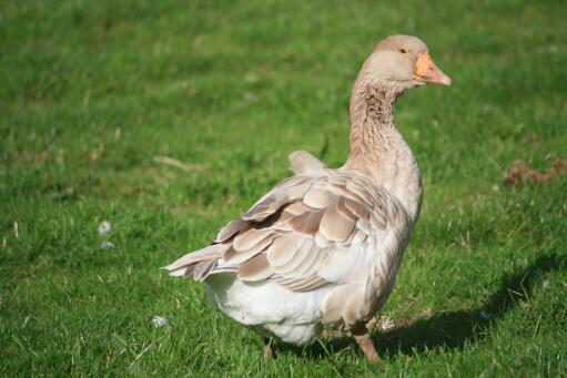 American Buff gander