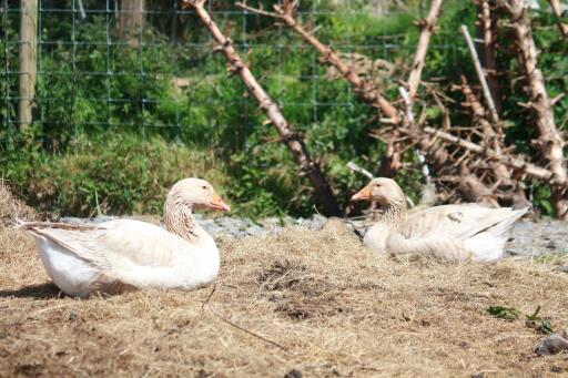 American Buff pair