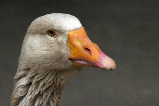 American Buff goose close up