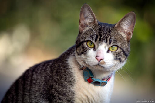 Alert American wirehair cat with a blue and red collar outside