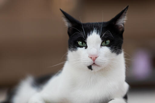 Black & white Arabian Mau with green eyes