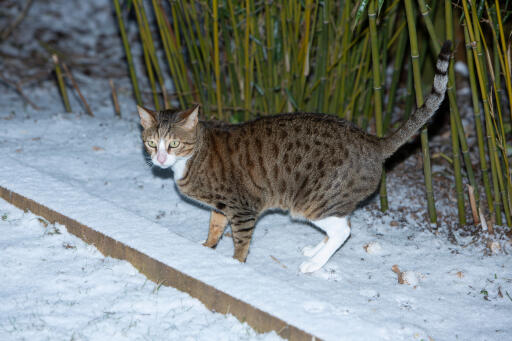 Tabby Arabian Mau cat in the snow