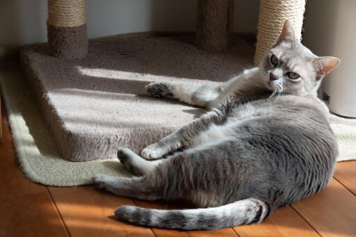 Australian Mist cat leaning against a cat tree